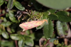 Hypercallia citrinalis