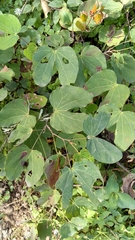 Bauhinia macranthera