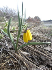 Fritillaria pudica