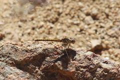 Orthetrum