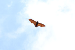 Pteropus vampyrus
