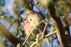 Lagonosticta senegala