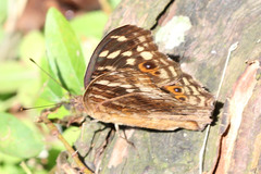 Junonia erigone