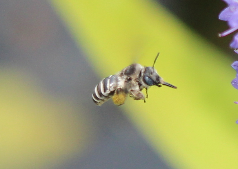 Pickerelweed Long-horned Bee