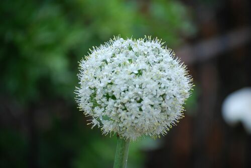 Allium cepa