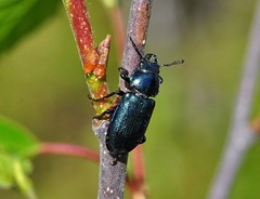 Platycerus