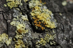 Athallia pyracea