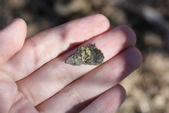 Athallia pyracea