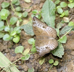 Euthalia monina monina