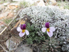 Viola beckwithii