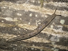 Meghimatium bilineatum