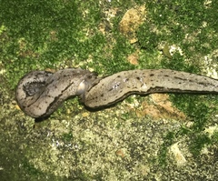 Meghimatium bilineatum