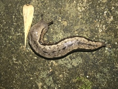 Meghimatium bilineatum