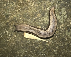 Meghimatium bilineatum