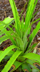 Smooth Hechtia (Hechtia laevis)