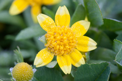 Lasthenia minor