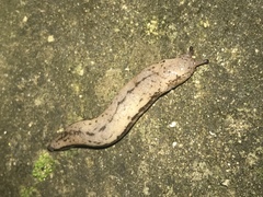 Meghimatium bilineatum