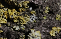 Lecanora laxa