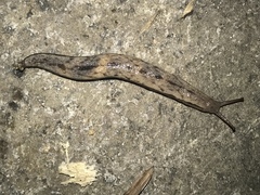 Meghimatium bilineatum