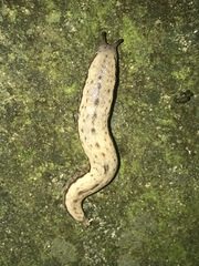 Meghimatium bilineatum