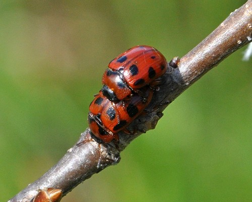 Subgenus Gonioctena · iNaturalist