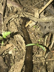 Diversibipalium cantori