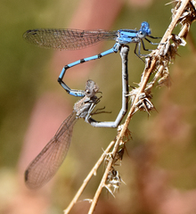 Argia agrioides