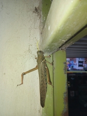 Tropidacris collaris