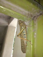 Tropidacris collaris