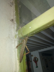 Tropidacris collaris