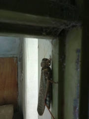 Tropidacris collaris