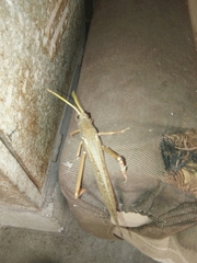 Tropidacris collaris