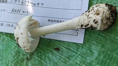 ニオイドクツルタケ