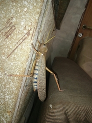 Tropidacris collaris