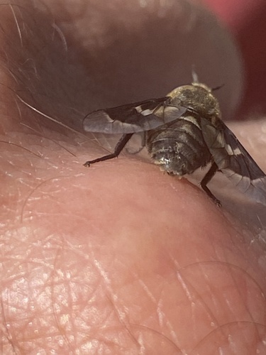 Bothersome Deer Fly photo 6