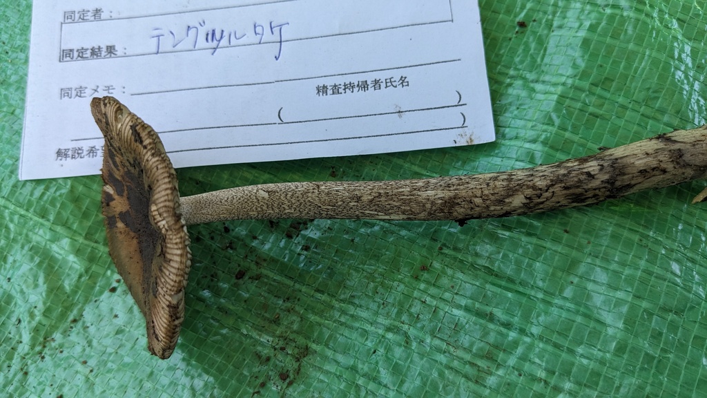 Amanita ceciliae