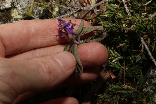 Image of Coleus alloplectus by (c) Greg Tasney, some rights reserved (CC BY-SA)