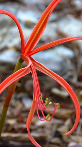 Zephyranthes sprekeliopsis, photograph 5