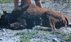 Bison bison athabascae