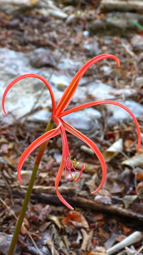 Zephyranthes sprekeliopsis, photograph 4