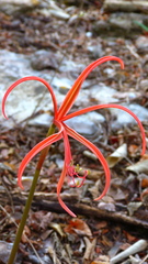 Zephyranthes sprekeliopsis, photograph nasua, CC BY, iNaturalist via GBIF