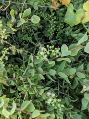 Stegnosperma halimifolium