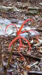 Zephyranthes sprekeliopsis, photograph nasua, CC BY, iNaturalist via GBIF