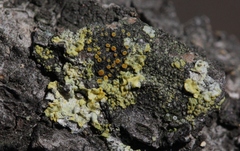 Athallia pyracea