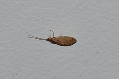Nusalala tessellata