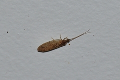 Nusalala tessellata