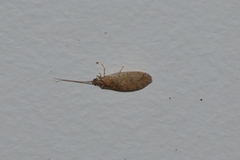 Nusalala tessellata