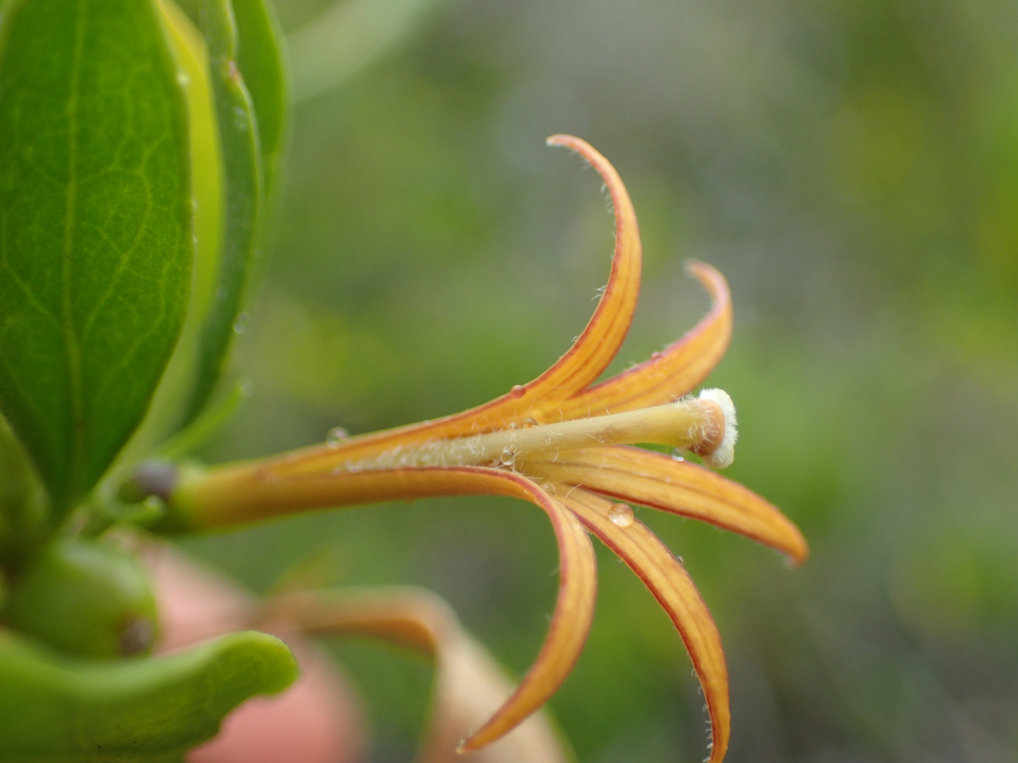 Scaevola gaudichaudii