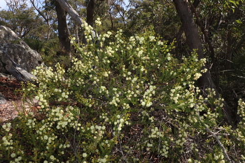 Image of Acacia brunioides by (c) Greg Tasney, some rights reserved (CC BY-SA)