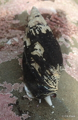 Atrimitra idae